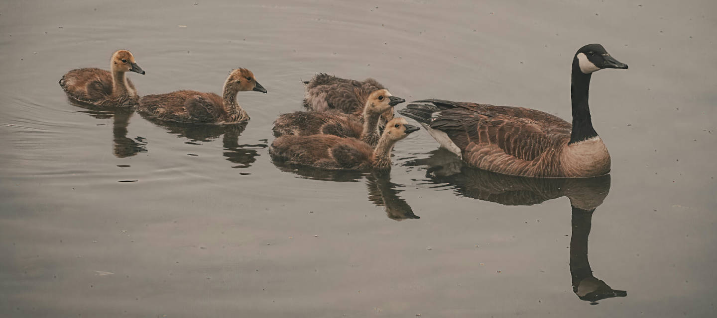 a family of geese on the water